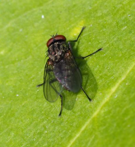 Hylemya vagans